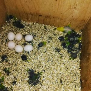Cockatoo Parrot eggs For sale