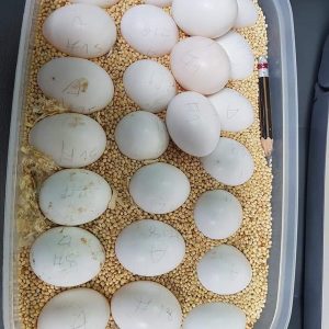 Macaws Parrot Eggs Available