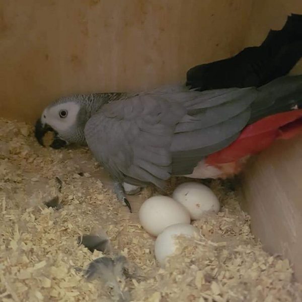 African Grey Parrots Eggs