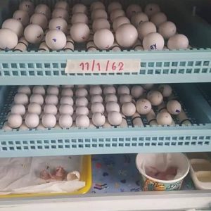 Parrot Eggs Wholesale
