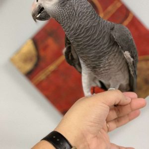 Lovely African Greys For Sale