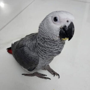 african grey parrots for sale