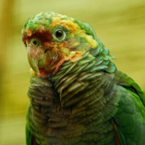 amazon parrots for sale